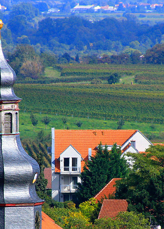 Weinberge in Kallstadt an der Weinstraße