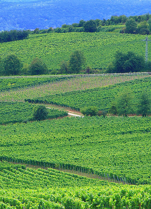 Weinberge in Kallstadt an der Weinstraße