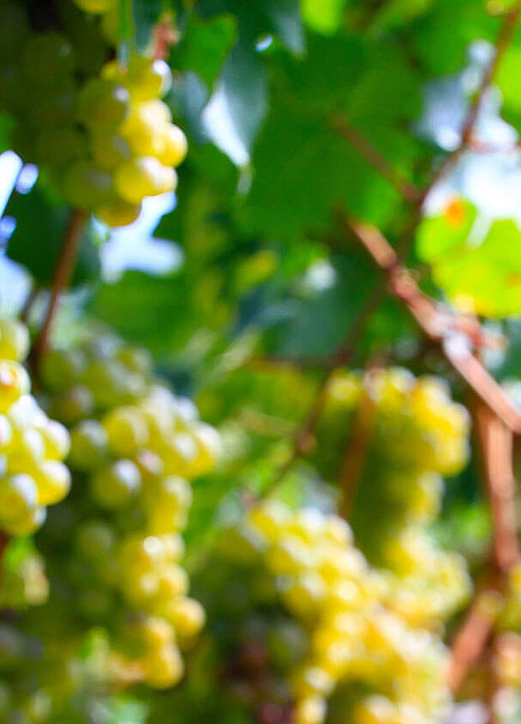 Weinberge in Kallstadt an der Weinstraße
