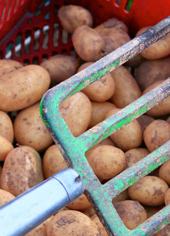 Alte Kartoffelsorten auf dem Hofgut Dagobertshausen