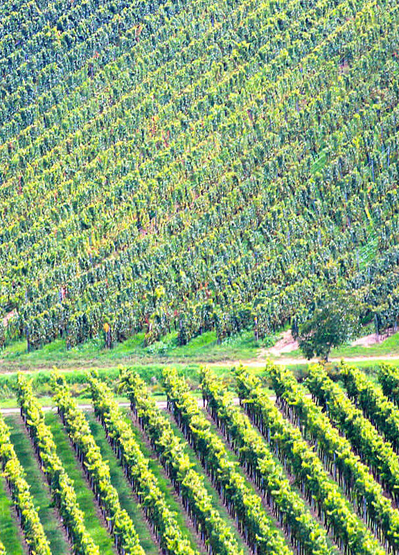 Weinberge in Kallstadt an der Weinstraße