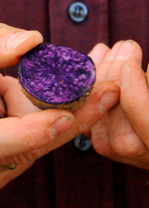 Alte Kartoffelsorten auf dem Hofgut Dagobertshausen
