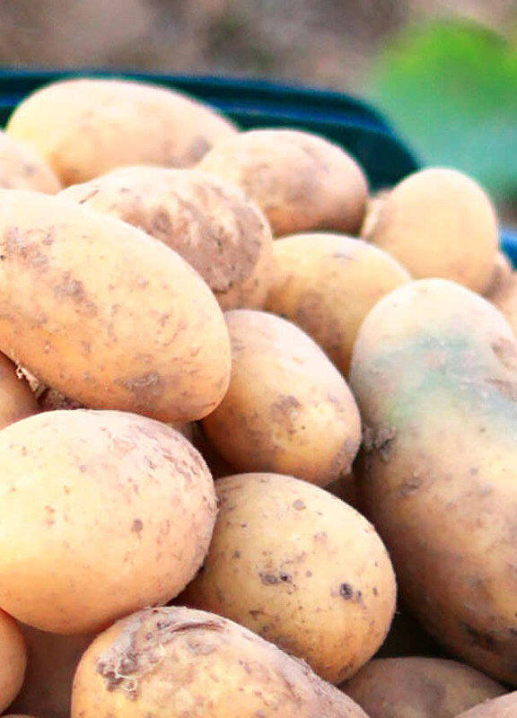 Alte Kartoffelsorten auf dem Hofgut Dagobertshausen