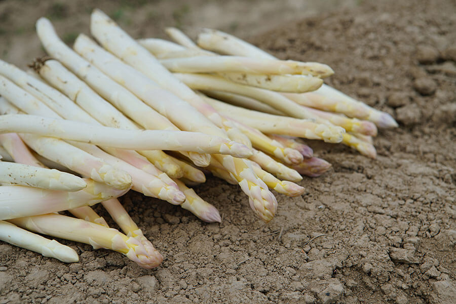Feldfrischer Spargel vom Hofgut Dagobertshausen Feldfrischer Spargel vom Hofgut Dagobertshausen