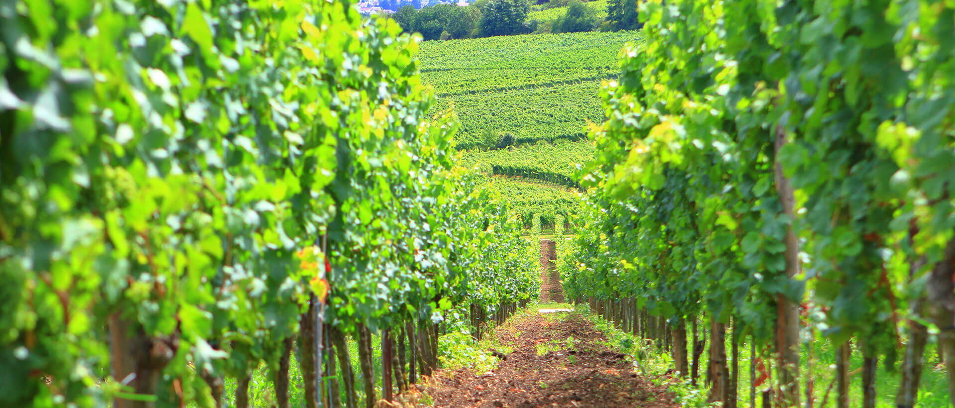 Weinlagen des Weingut am Nil in Kallstadt Weinlagen des Weingut am Nil in Kallstadt