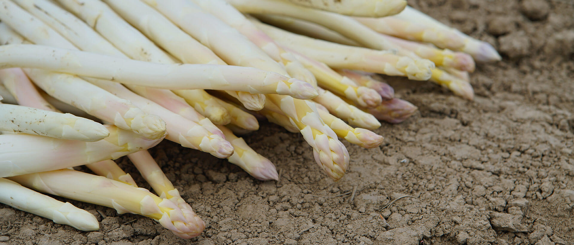 "Feldfrisch & Fein" Spargel vom Hofgut Dagobertshausen