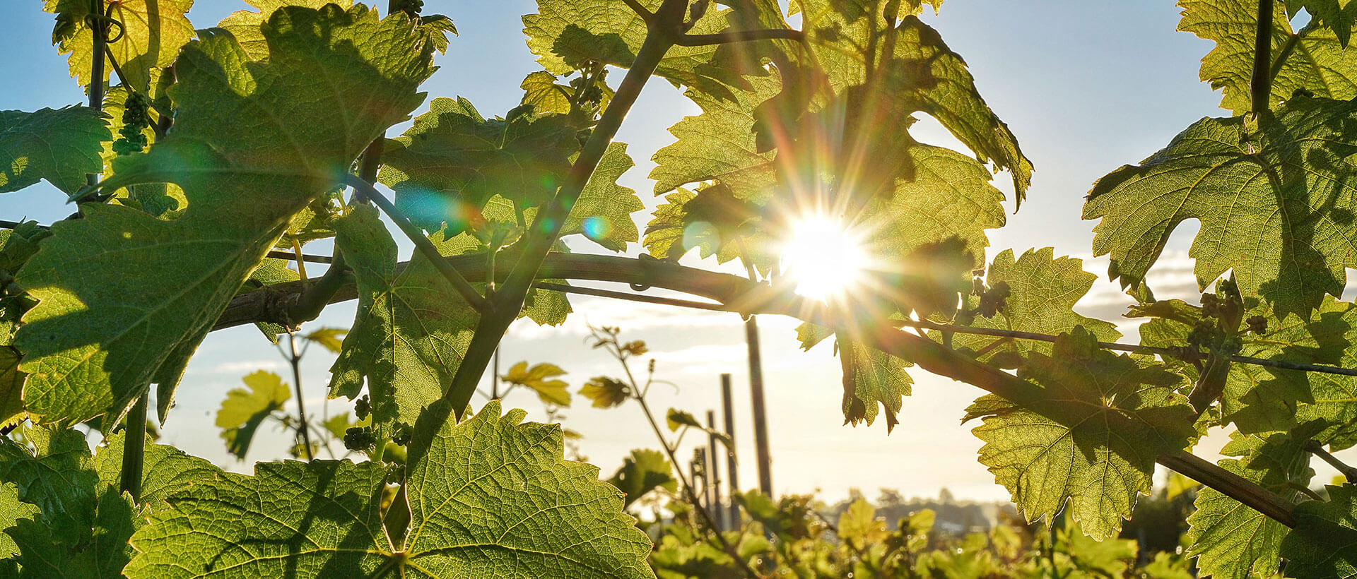 Weinblatt vom Weingut am Nil in Kallstadt an der Weinstraße