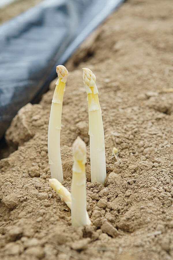 Feldfrischer Marburger Spargel vom Hofgut Dagobertshausen Feldfrischer Marburger Spargel vom Hofgut Dagobertshausen
